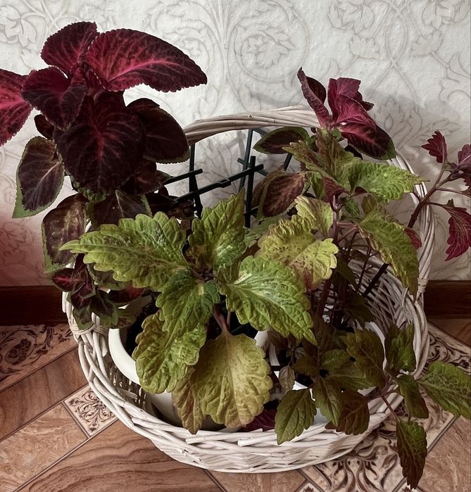 Колеусы , продам