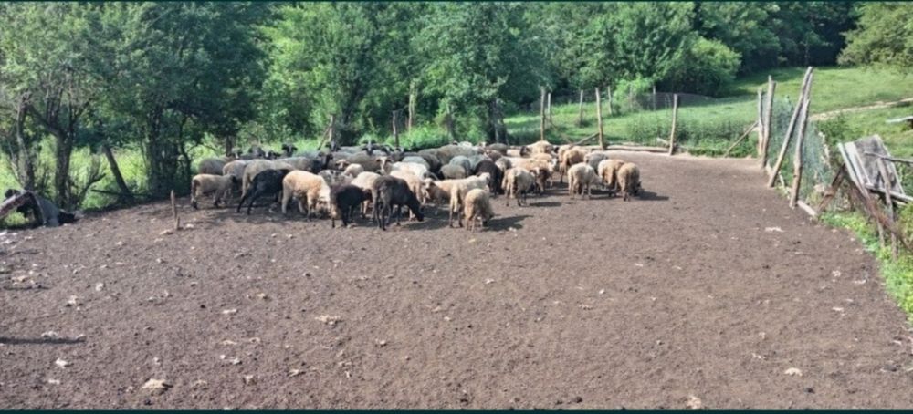 Se vând oi și capre!