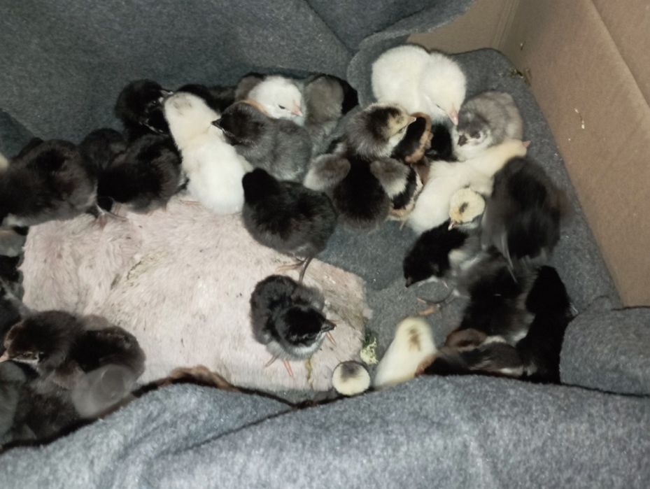 Puișori disponibilli