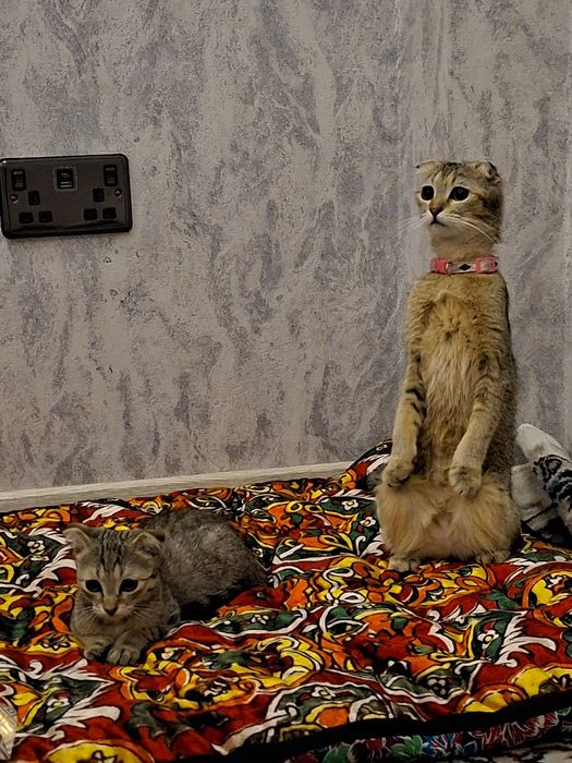 Вислоухий котенок 200$