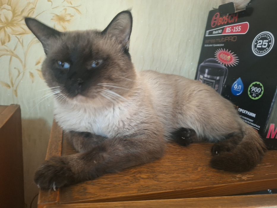 Сиямский мушук 2 ешда Визяткага 300000 сум