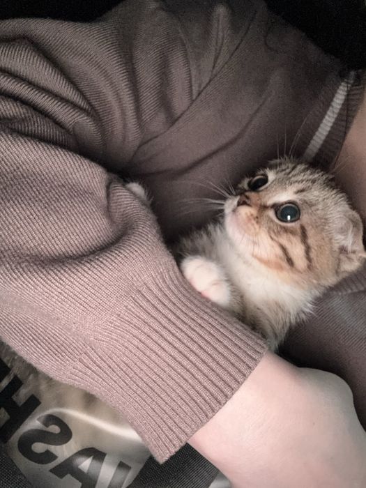 Продам котенка мальчик