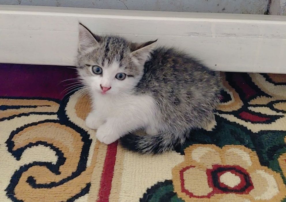 Продаются 3 очаровательных котёнка!