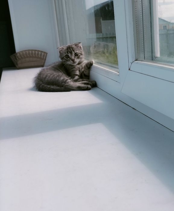 Отдам котят бесплатно