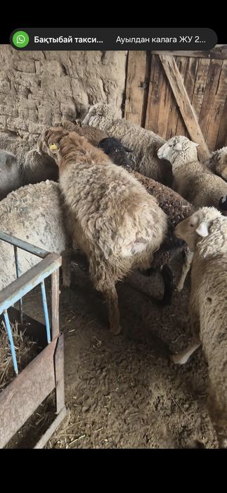 Семіз қой сатылады