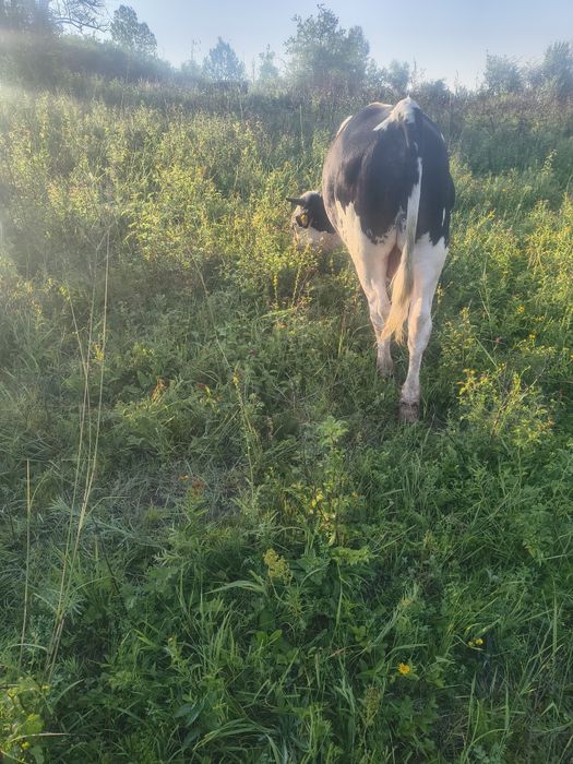 Vînd 16 vaci prețul la fața locului