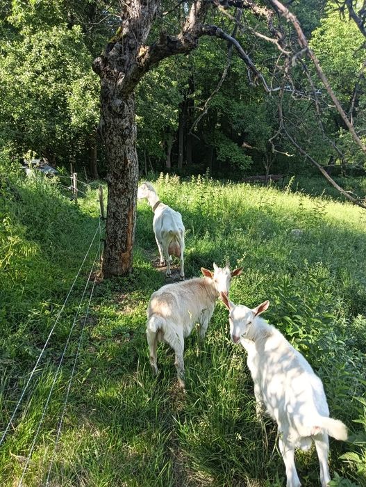 Capra sannen +țap sannen șut