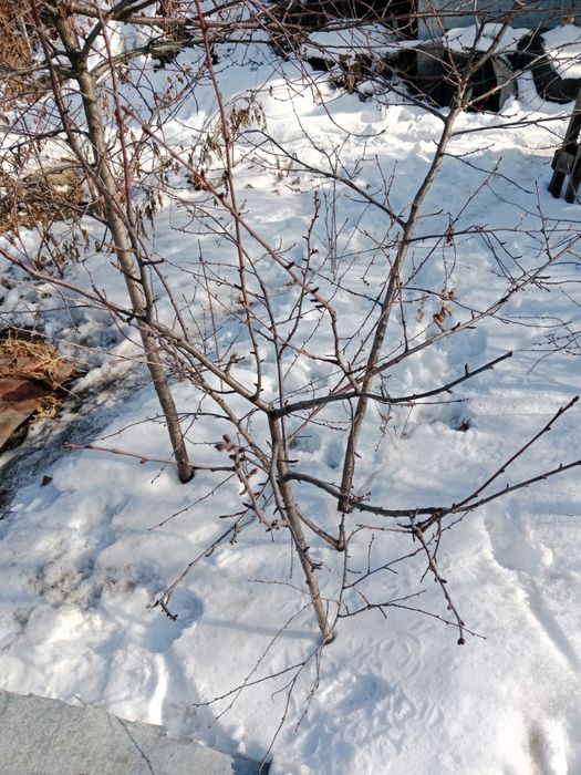 Продам саженцы вишни