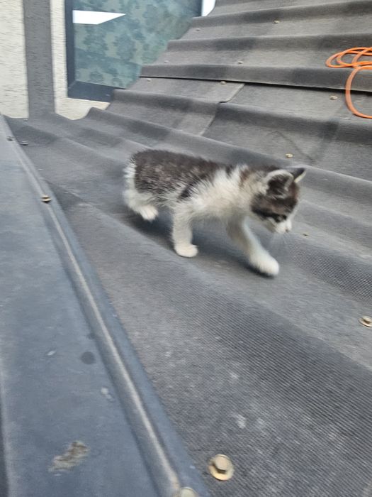 Mushuk bolachasi xadiyaga beriladi