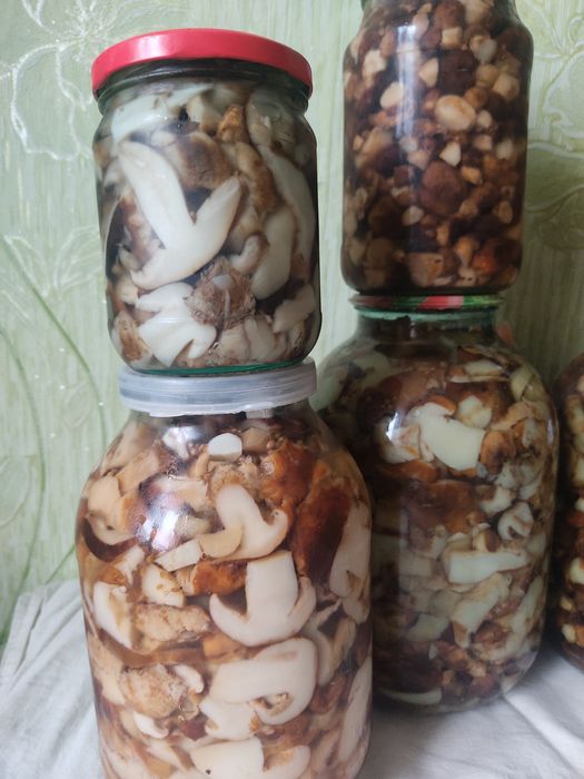 Грибы валуи и грузди