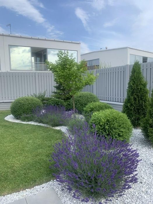 Butasi lavanda cu rădăcina-3 lei