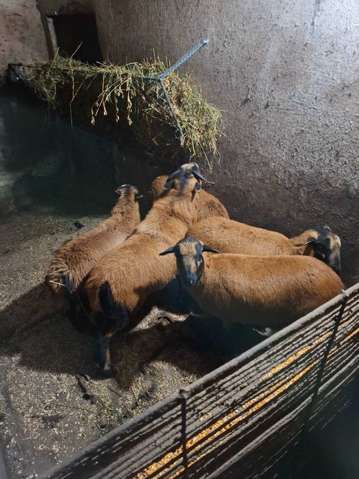 Patru oi camerun si un berbec