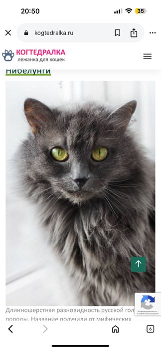 Кошка отдам в хорошие руки