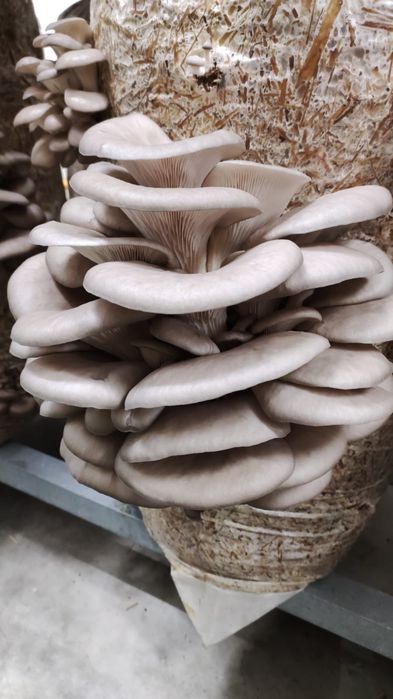Ciuperci Pleurotus