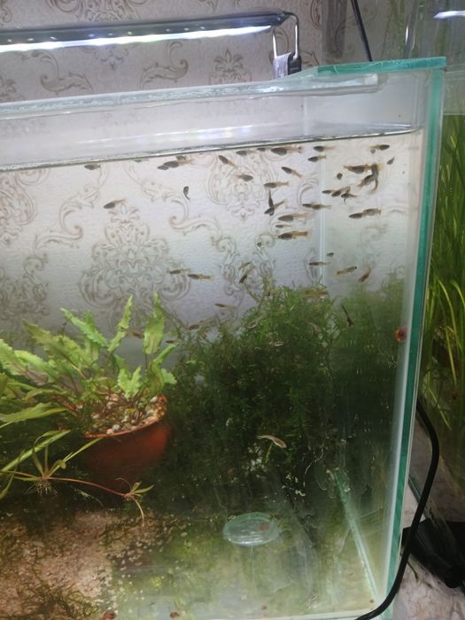 Продам мальков, подростков гуппи