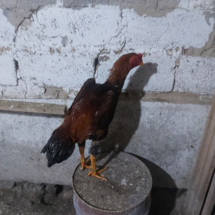 Хинт 1год игра канкретна