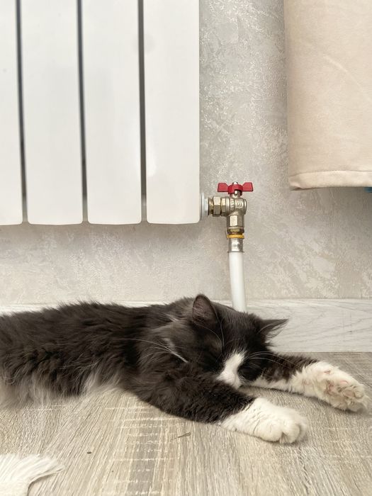 отдам кота в хорошие руки