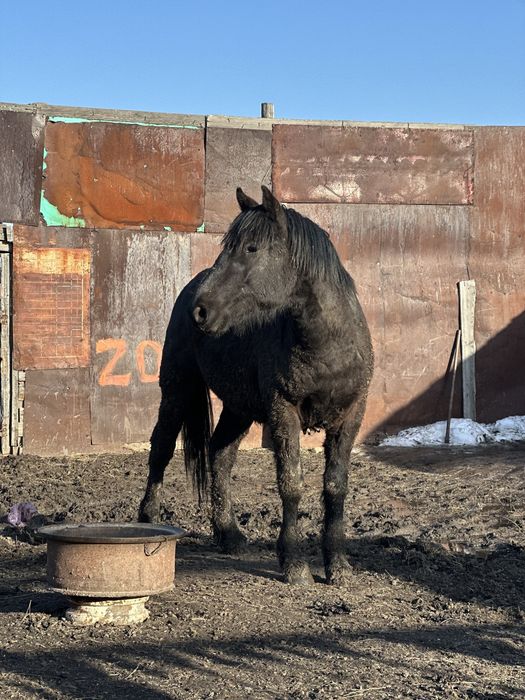 Продам жеребца на табун