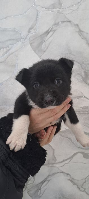 Отдам щенков дворовые