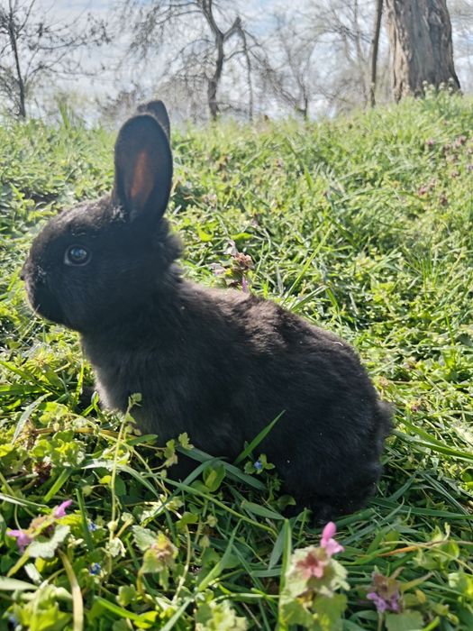 Uriași și alte rase