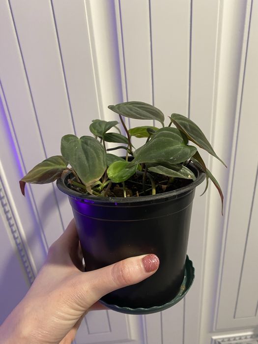 Филодендрон миканс