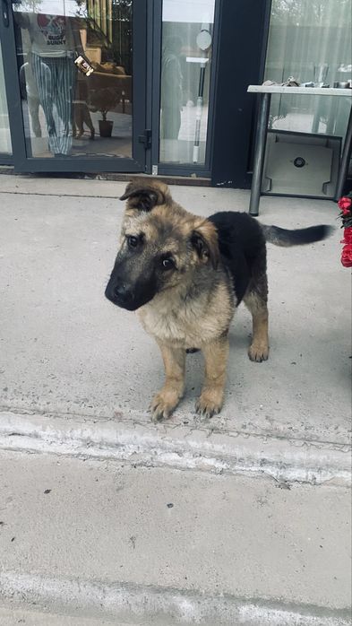 Немецкая овчарка