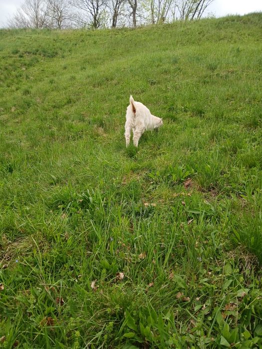 Vand ied fatat la 3 martie