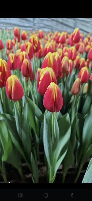 Голландские тюльпаны