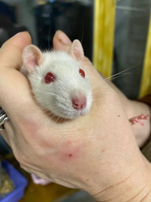 Крысы вместе с клеткой