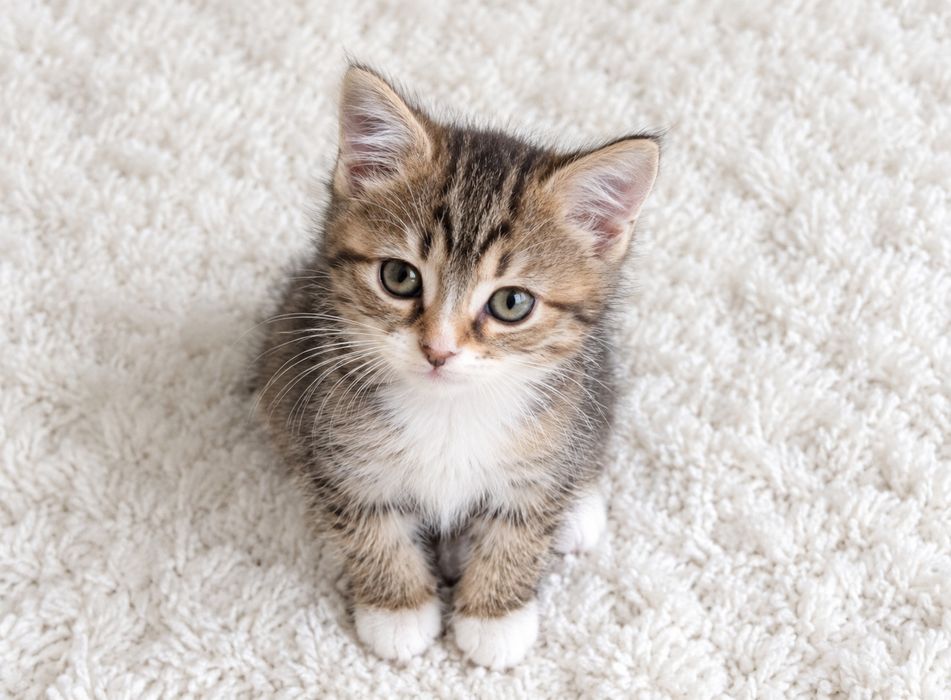 Мальчик котёнок Бэнни ищет семью!