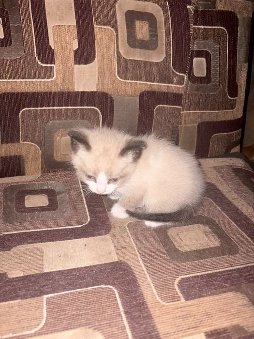 Отдам котят милых
