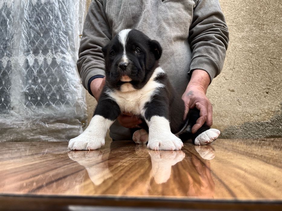 Щенок алабая (Супер Гигант )