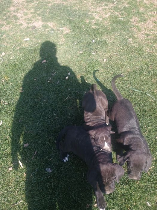 Кане Корсо продавам