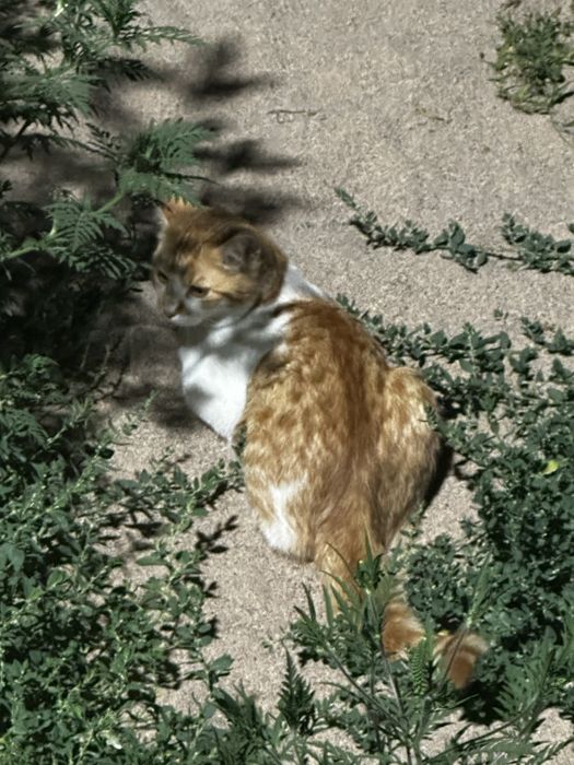 отдам котят в добрые, хорошие руки