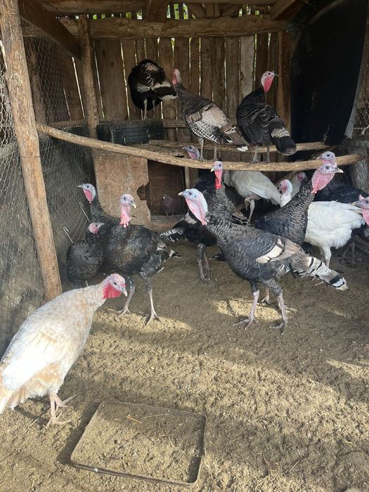 Vând curcani crescuți la țară