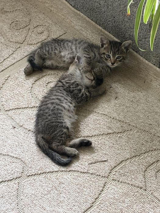 Отдам котят в хорошие руки