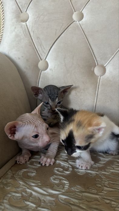 Котята сфинксы ищут добрые руки