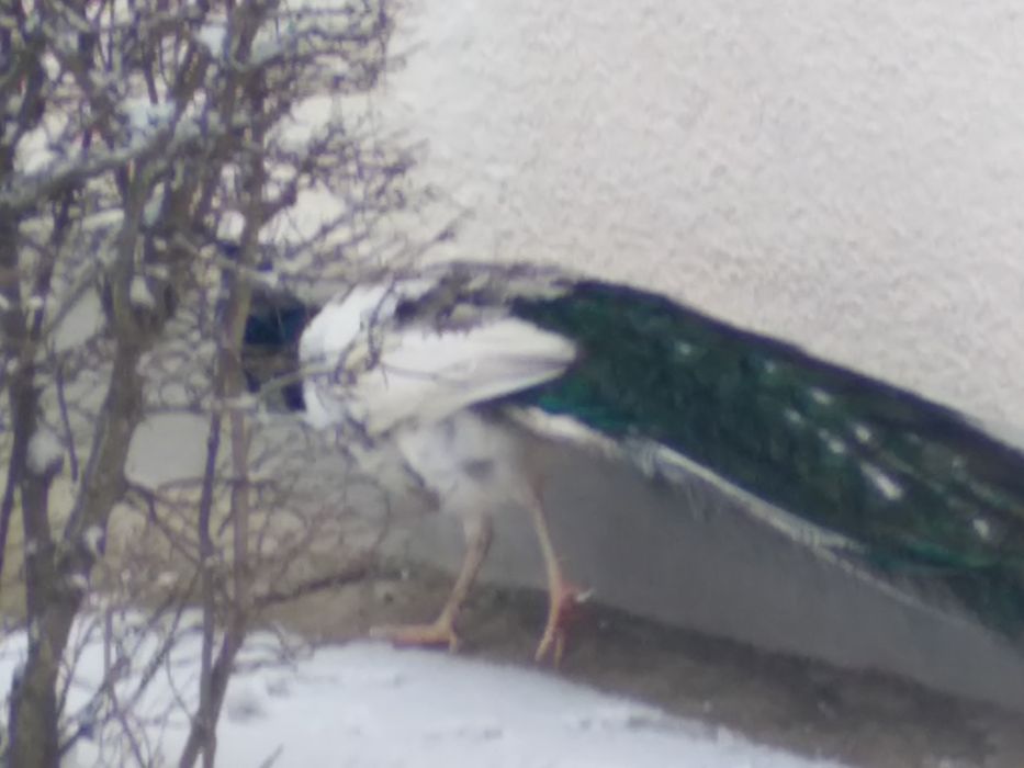 Vănd paun arlechin mascul varsta 4ani,sănătos,vaccinat