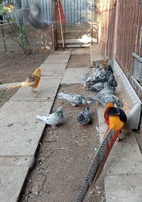 Продам китайская чяйка