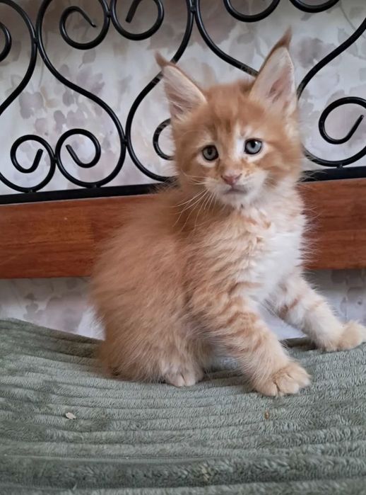 Мейн Кун чистокровные