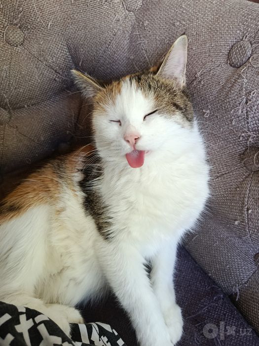 Потерялась кошка