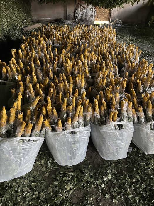 веник береза по 650 тг