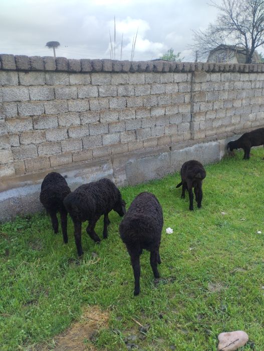 Qozi qoshqorlar 18bosh