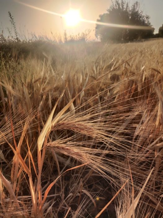 Арпа,Ячмень сорт АТЛИН