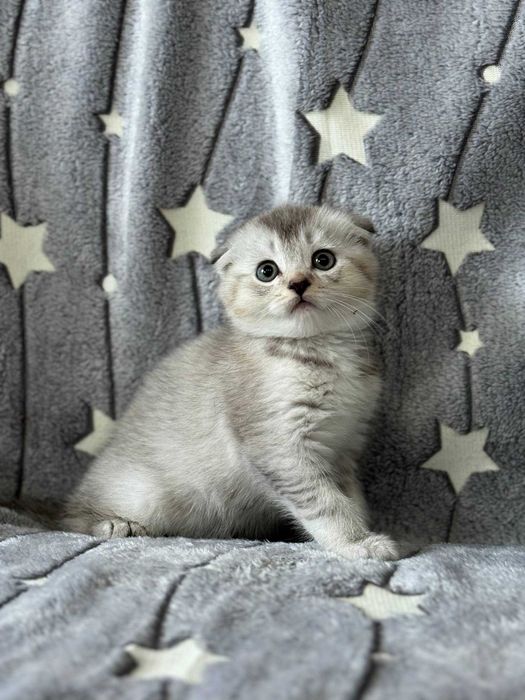 шикарная малышка шиншилла