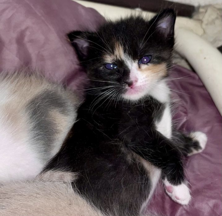 Котёнки  1 мальчик 2 девочки