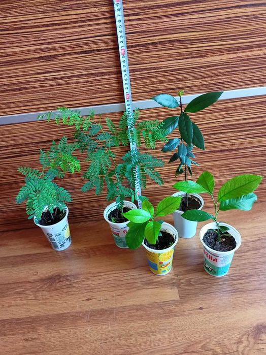 Цезалпиния, лимони, дафинов лист, стайни растения, за Варна