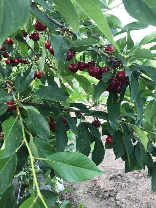 Продается дача (11 соток)