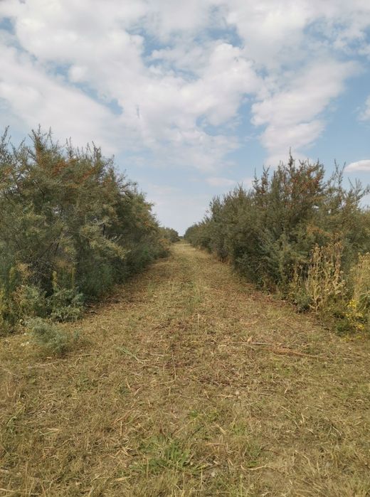 Intretinere parcuri fotovoltaice, tuns iarba in livezi, curățat teren