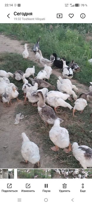 Гуси  продаётся подешевле